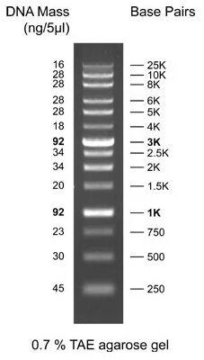 DNA Ladder