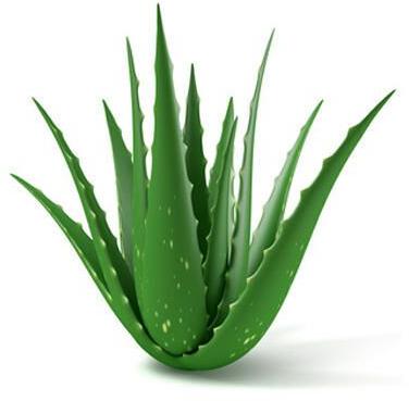 Aloe Vera Oil