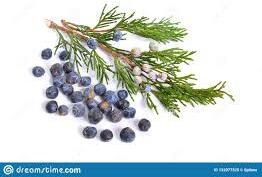 Juniper Berry Essential Oil