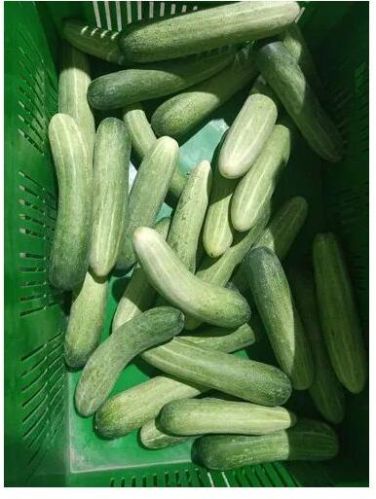 Fresh Cucumber, Packaging Type : Gunny Bag