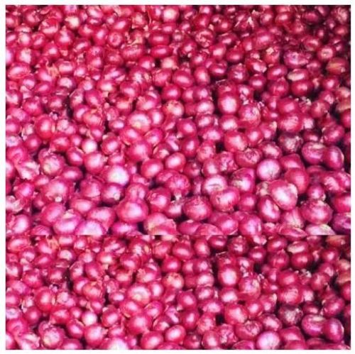 Fresh Red Onion, For Food
