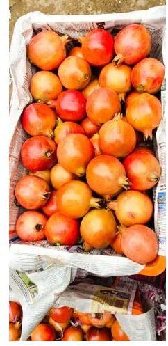 Red Fresh Tomato, Packaging Size : 10kg(Max)