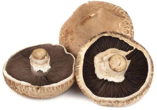 Portobello Mushroom, Packaging Type : PP Bag