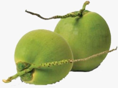 Natural Tender Coconut, For Freshness, Good Taste, Healthy, Packaging Type : Gunny Bags, Jute Bags