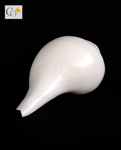 White Blowing Shankh