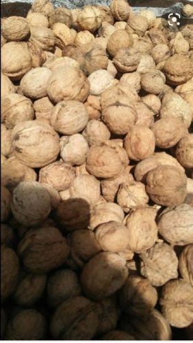 Kashmiri Budded Walnuts, For Oil, Herbal Formulation, Ayurvedic Formulation, Packaging Type : Plastic Packat