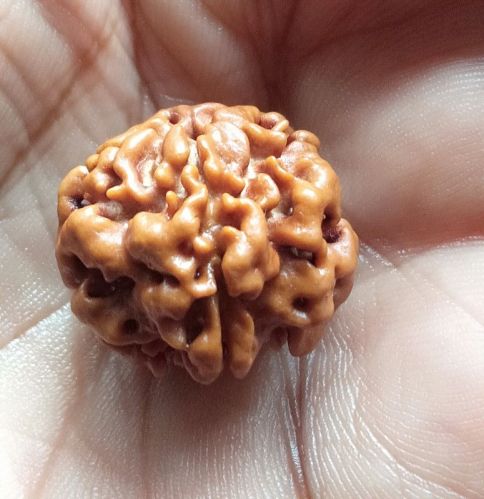 1 Mukhi Round Rudraksha Multisize, Variety : 1Mukhi For Religious