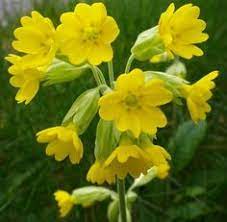 Yellow Natural Fresh Cowslip Flower, For Decorative, Vase Displays, Shelf Life : 7days