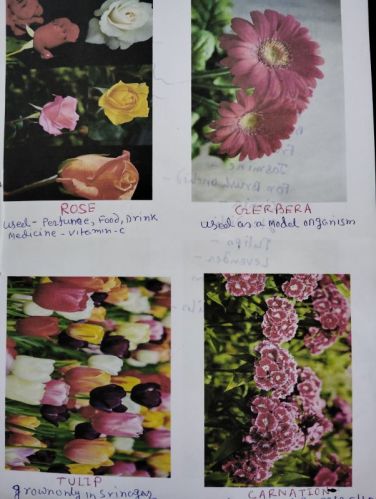 Natural Fresh Cut Flowers, For Decorative