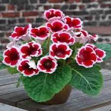 Pink Natural Fresh Gloxinia Flower, For Decorative, Vase Displays, Shelf Life : 7days