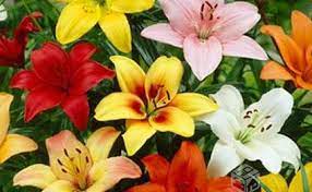 Multicolor Natural Fresh Lily Flower, For Decorative, Vase Displays, Occasion : Party, Weddings