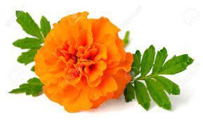 Natural Fresh Marigold Flower, For Decorative, Garlands, Vase Displays, Occasion : Party, Weddings