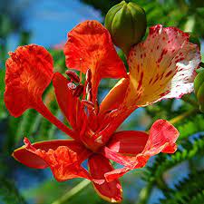 Red Natural Fresh Poinciana Flower, For Decorative, Vase Displays, Occasion : Party, Weddings