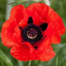 Red Natural Fresh Poppy Flower, For Decorative, Vase Displays, Occasion : Party, Weddings