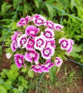 Pink Natural Fresh Sweet Williams Flower, For Decorative, Vase Displays, Occasion : Party, Weddings