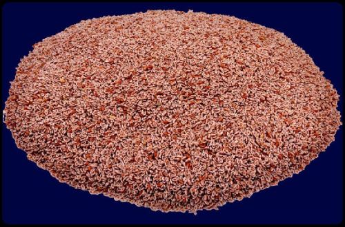 Psyllium seeds