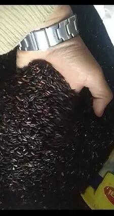 Organic Black Rice, Packaging Type : Bag