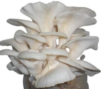 Organic Oyster Mushrooms, For Cooking, Packaging Type : Plastic Bag, Plastic Container, Polythene Bag