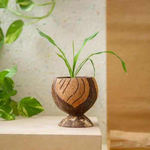 Polished Coconut Shell Flower Pot, Size : Standard