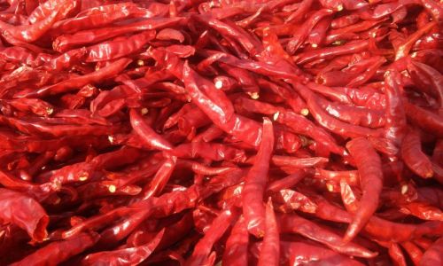 Dry red chilli for Spices