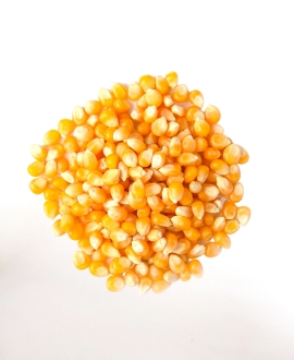 Fresh Sweet Corn, Quality Available : A Grade