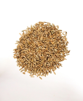 Natural Rye Seeds, Packaging Type : Jute Bag