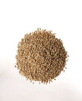 Triticale Seeds, Packaging Type : Plastic Packet