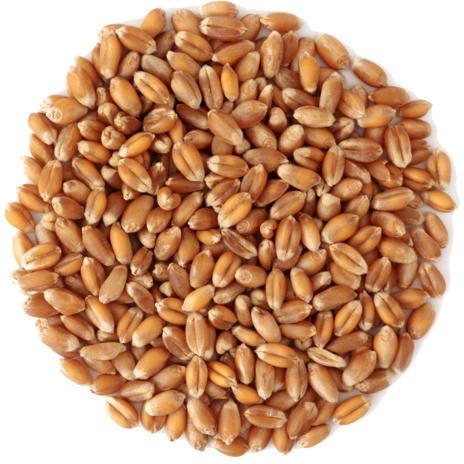 Fresh Wheat Seeds, Packaging Type : PP Bags