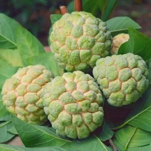 Organic Fresh Custard Apple, Packaging Type : Plastic Box