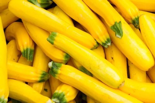 Fresh Yellow Zucchini, Quality Available : A Grade