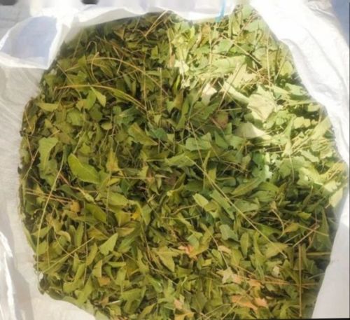 Neem Leaves, For Cosmetic, Medicine