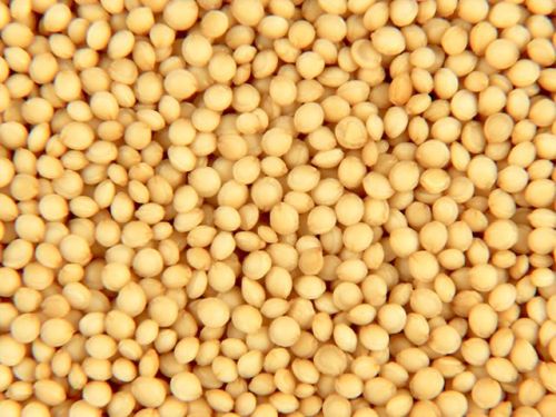 Common Amaranth Seed For Cooking, Food