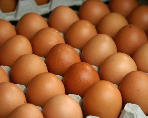 Chicken Egg / Fresh Table Eggs White / Brown / Fertilized Chicken Eggs