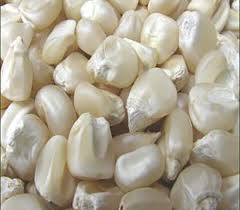 White Corn For Food Grade Powder, Cooking, Animal Feed