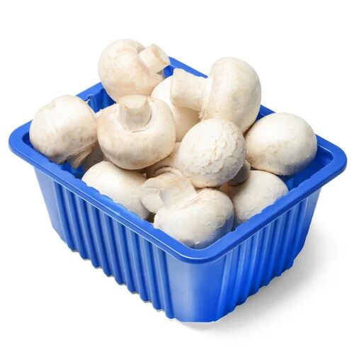 Fresh Mushroom, Shelf Life : 15 Days