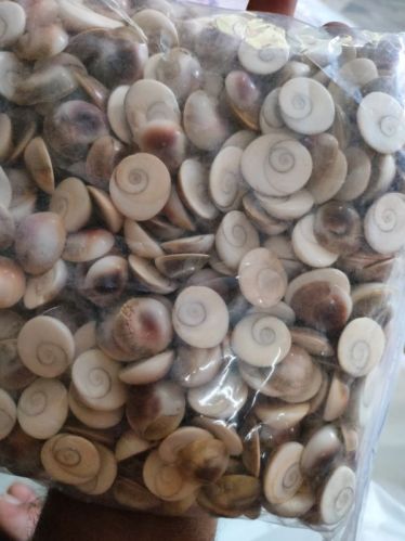 Polished Saini Agate Gomati Chakra For Decoration, Jewellery