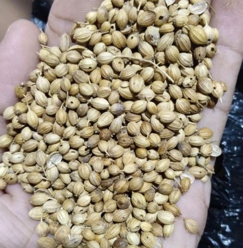 Green Raw Organic Coriander Seeds, For Cooking, Certification : FSSAI Certified