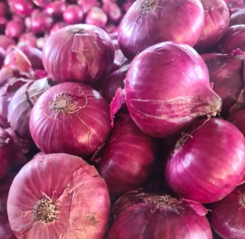 Organic Fresh Red Onion, For Cooking, Style : Natural