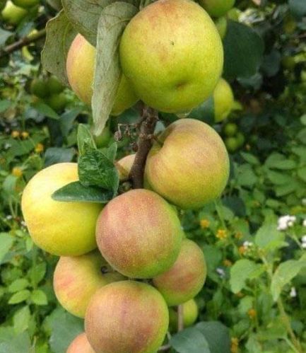 Ball Sundari Apple Ber Plant, For Fruits