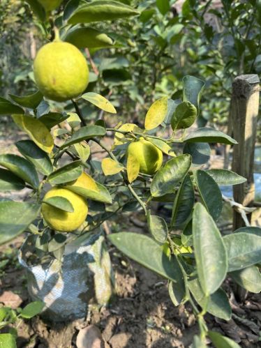 Green Natural Baramasi Kagzi Lemon Plant, For Gardening, Plantation, Size : Medium