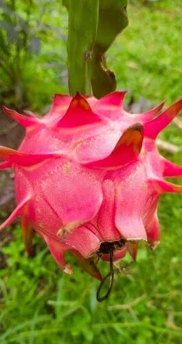 Dragon Fruit Plant, For Garden