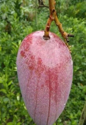 Red Ivory Mango Plant