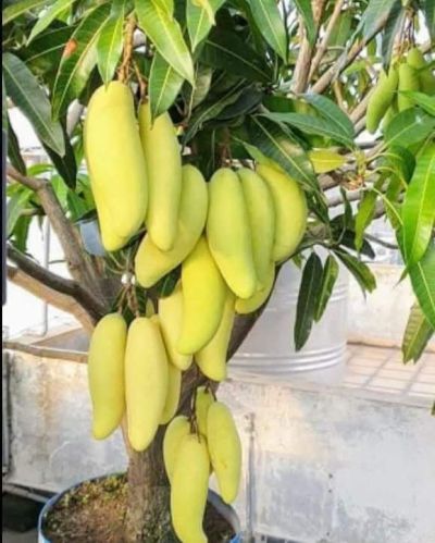 Green Thai Banana Mango Plant, For Garden, Style : Annual