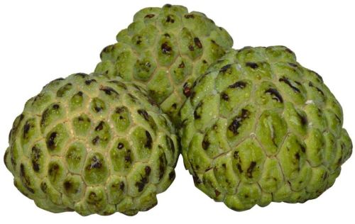 Fresh Custard Apple, Packaging Type : Paper Box