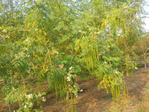 1kg 12 Piece India Drumsticks, For Kitchen Use, Medicine, Beauty Product.