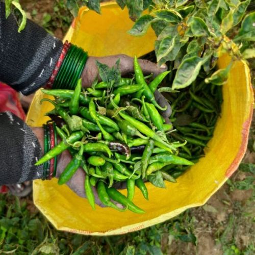 Fresh Natural Green Chilli, For Cooking