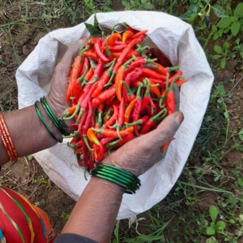 Fresh Natural Red Chilli, For Cooking