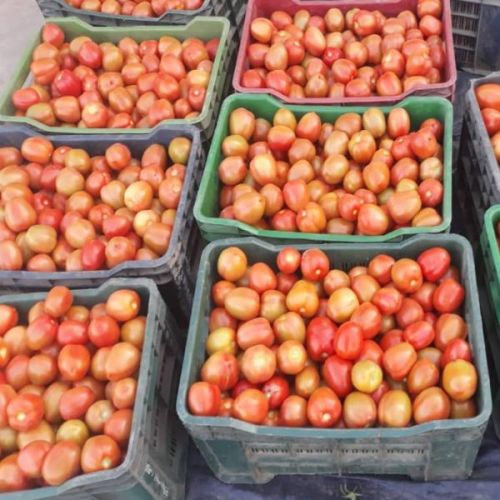 Red Fresh Raw Tomato, For Cooking