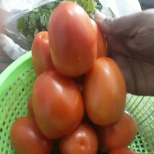 Fresh Red Tomato, For Cooking, Shelf Life : 7-10days