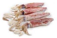 Red Fresh Squids Fish, For Food, Human Consumption